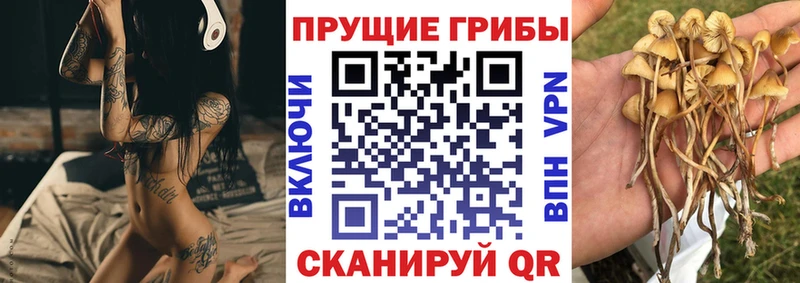 Галлюциногенные грибы GOLDEN TEACHER  darknet клад  Петровск-Забайкальский 